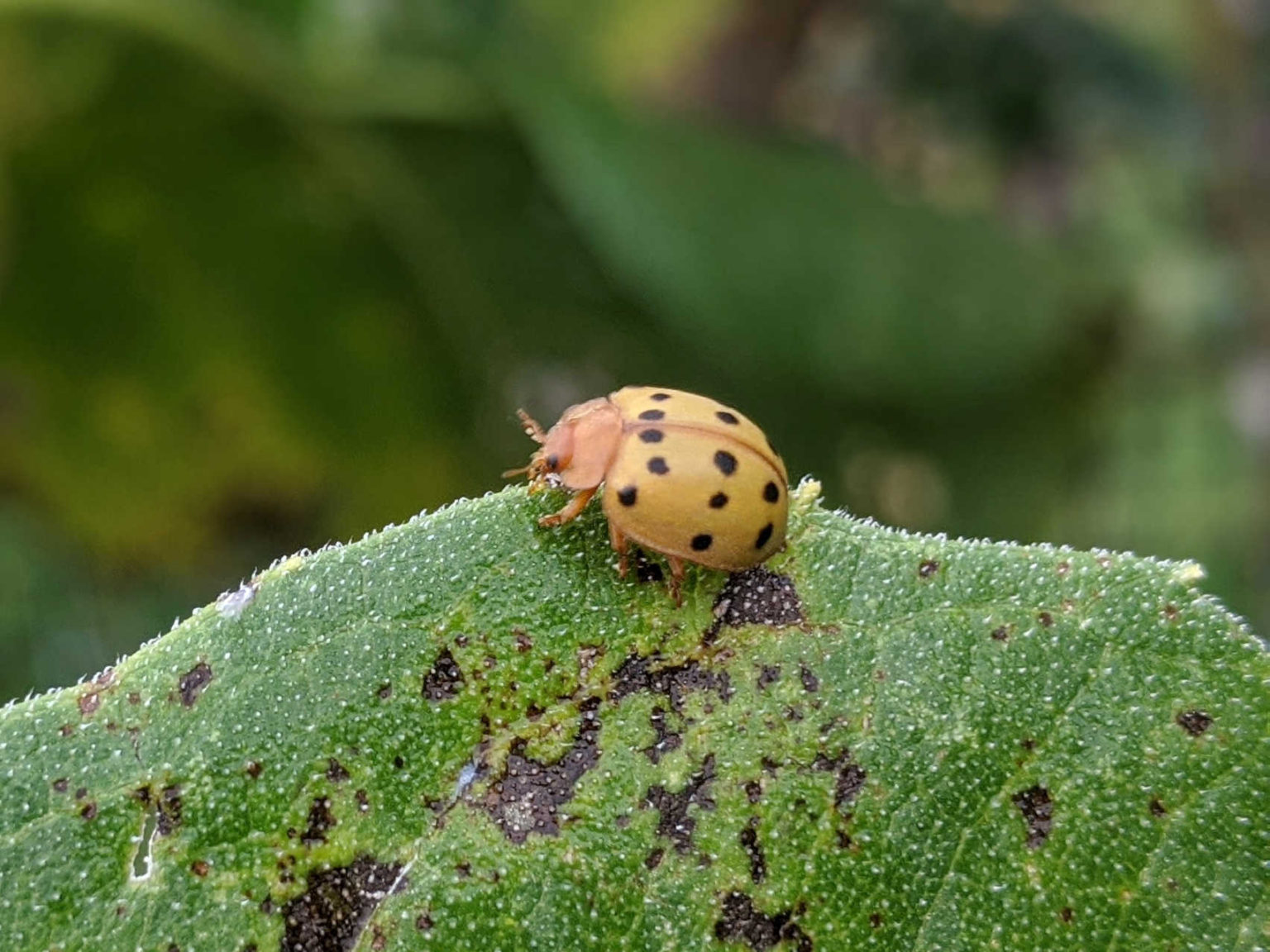 Mexican Bean Beetle – Rose Tree Garden