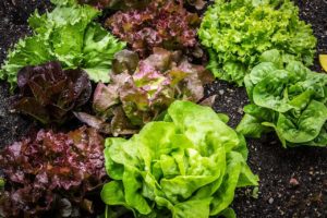 salad, salad plant, lettuce