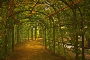 trellis, hedge, hornbeam